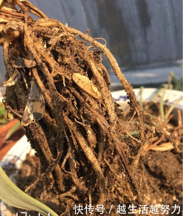 养花30年的大神说,这“3点”养花技巧,学会了啥花都能养活!