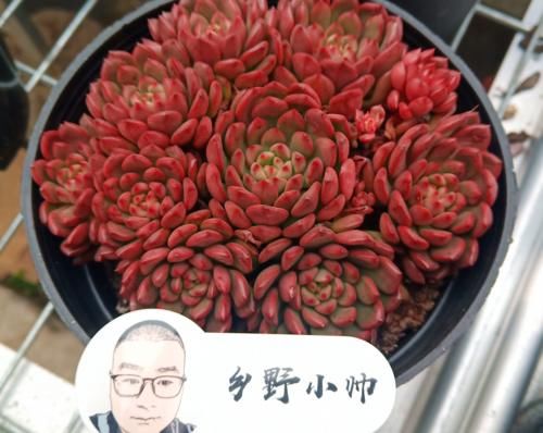 阳台养多肉，怎样才能让肉肉状态更出彩，小帅来支招