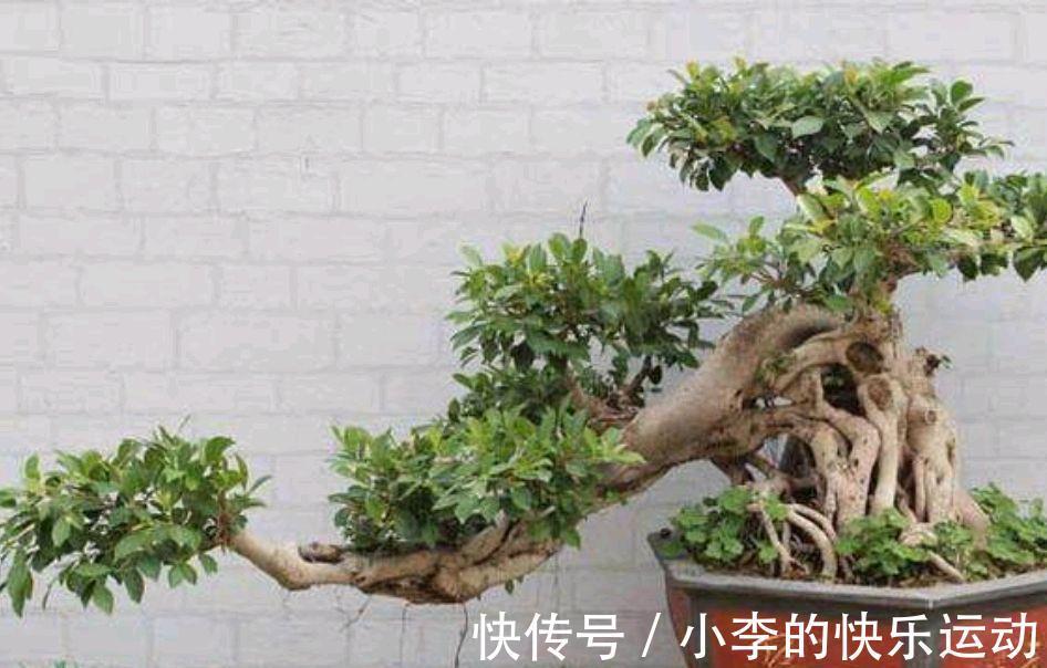 管理|要想榕树盆景美,几点管理耍起来