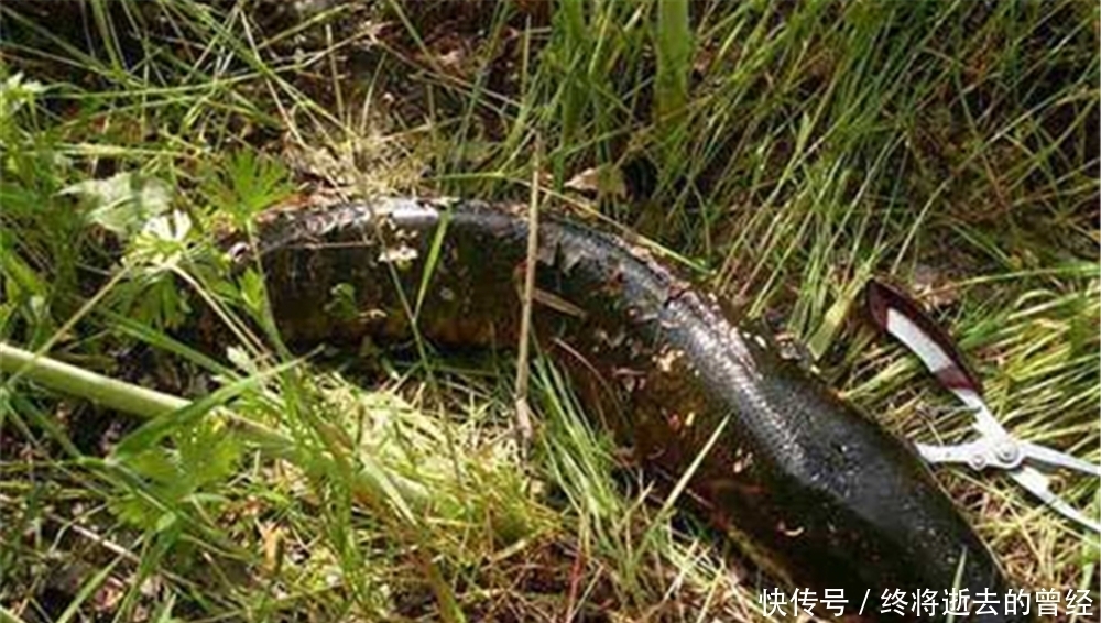 春季钓黑鱼，民间这种钓法就很好，别看钓法很土，但是效果一流！