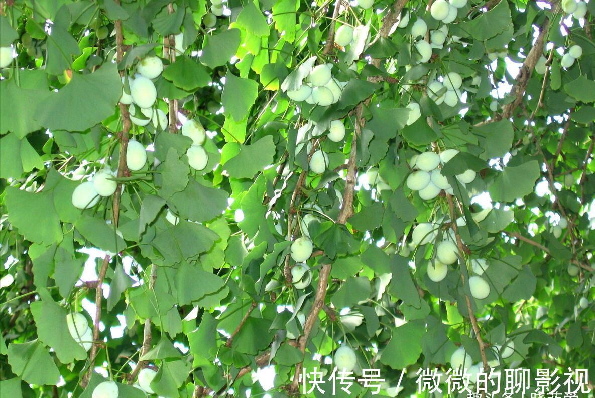 7种“旺宅树”,家有空地建议种一棵,能吃好看,旺财添福寓意好