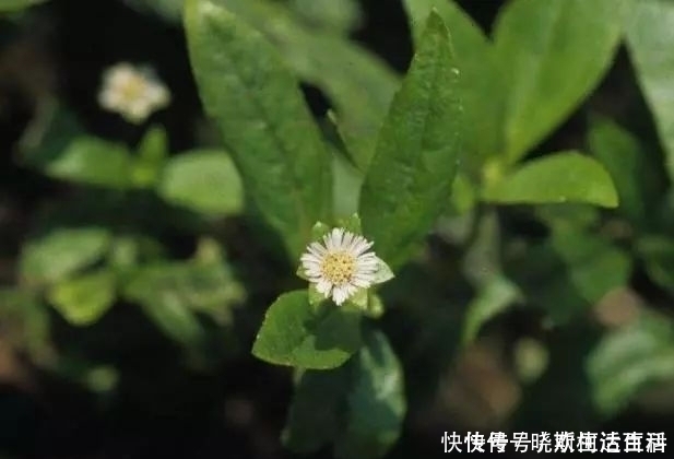 价值|被大面积种植的野草，过去随处能见，其实价值珍贵，能乌发补肾！