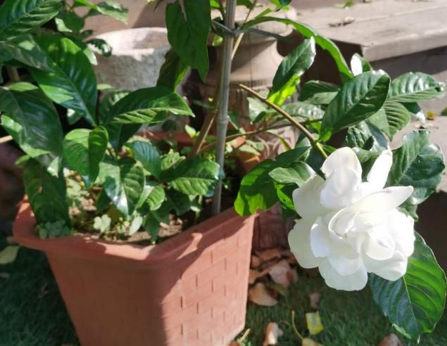 遍寻不到“酸性土”的情况下，该怎么让养花土从碱性变酸性？