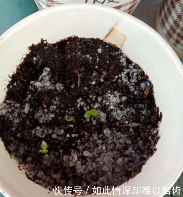 花盆|君子兰出现5个“症状”,就算是夏天,也建议您及时翻盆