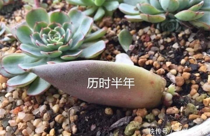 蓝鸟|碰上这种多肉,直接分株吧,毕竟是圈里出名的叶插老大难!