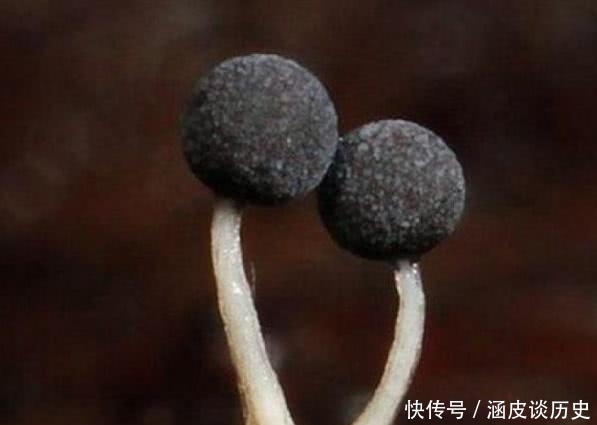 测出|心理学家:3朵蘑菇你认为哪一朵蘑菇有毒?测出你潜意识最害怕什么,准