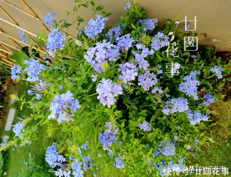 叶片|4种花，趁着七月扦插一波，生根快好成活，明年阳台变花海