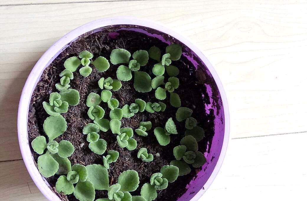 春天养盆它,可爱又芳香,提神醒脑,找个枝条扦插即活