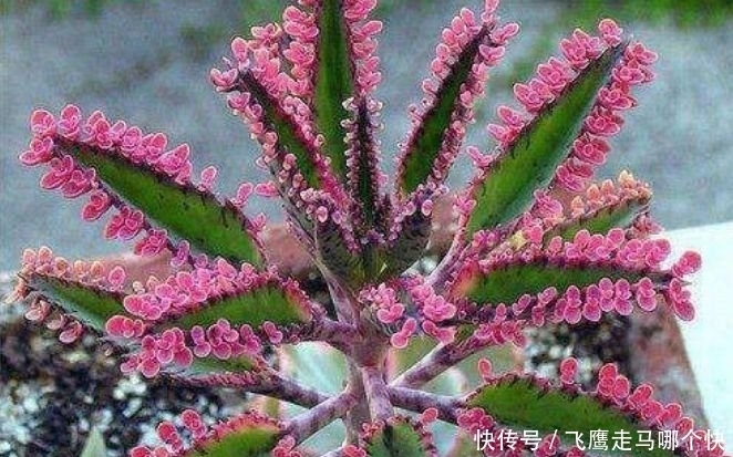 家里养此款花卉,便宜又好养,不仅花漂亮,还有迷人花香