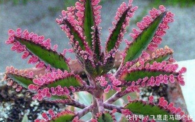 家里养此款花卉，便宜又好养，不仅花漂亮，还有迷人花香