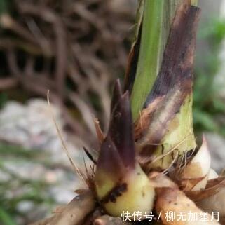 斑点|春天买兰花,学会“看3处”,服盆快、新芽多,当年就开花