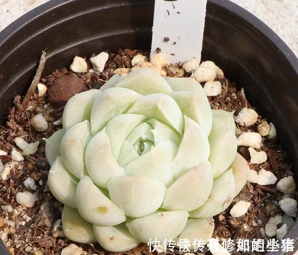 株型最紧凑的,状态最美的多肉,出状态美的跟有仙气一样的透明色