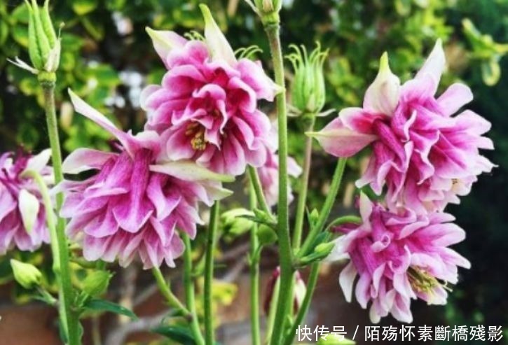 风雨兰风雨兰|4种花养家里，福旺运旺财更旺，寓意超好的，颜值超高的