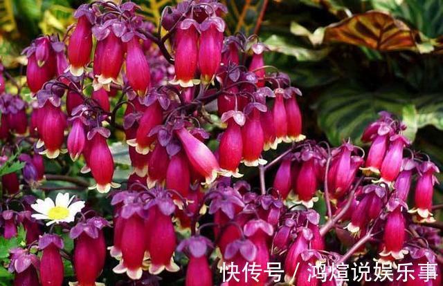 喜欢玫瑰,不如养盆“牡丹名品”岛大臣,花色红颜,花枝招展!