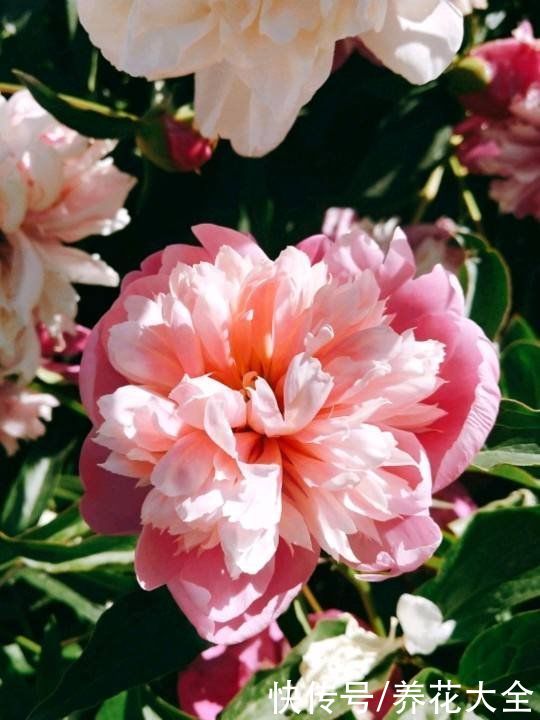 土农药|抓住5月的尾巴，赶紧养一株“芍药花神”，开花比碗还要大