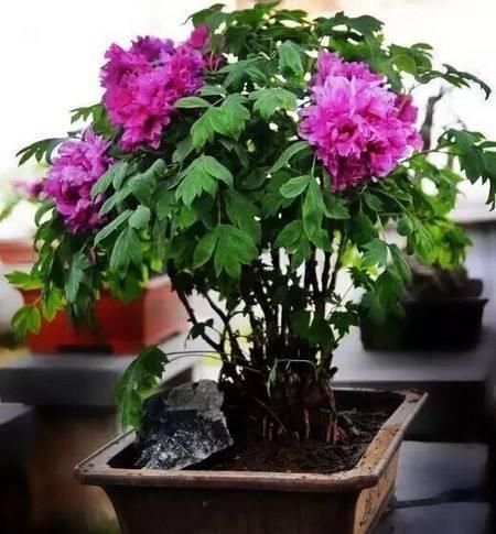 此几种花旱着养，水浇多了死得快，懒人能养好