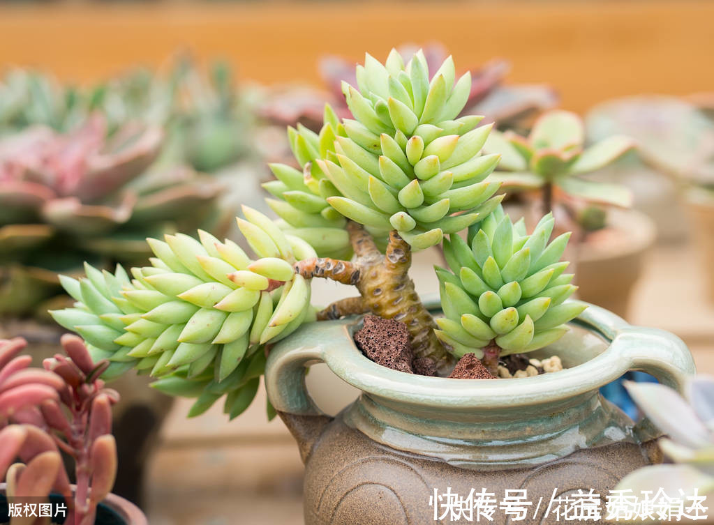 多肉多晒晒太阳，生长健壮，预防徒长不生病，养出一盆漂亮的多肉