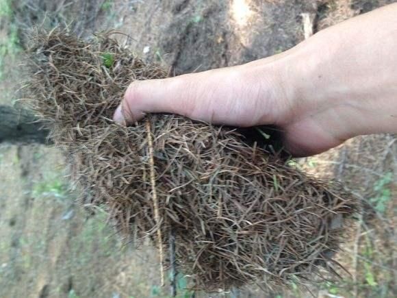 养花土还得花钱买省省吧,4样“废料”掺和一起,养啥旺啥