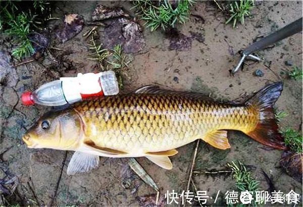 钓动|户外钓鲤鱼,把握好这6钓6不钓,渔获往往不会差