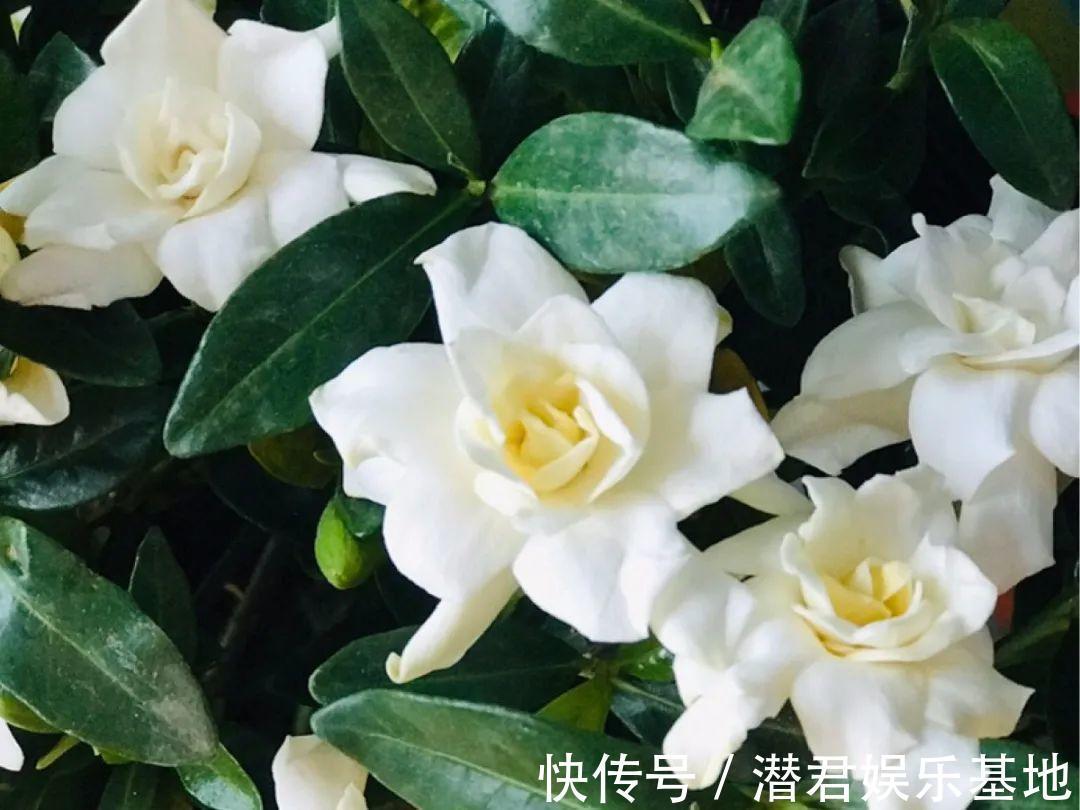 可以浇花的药,过期也要留着,保花不生虫、不生病!