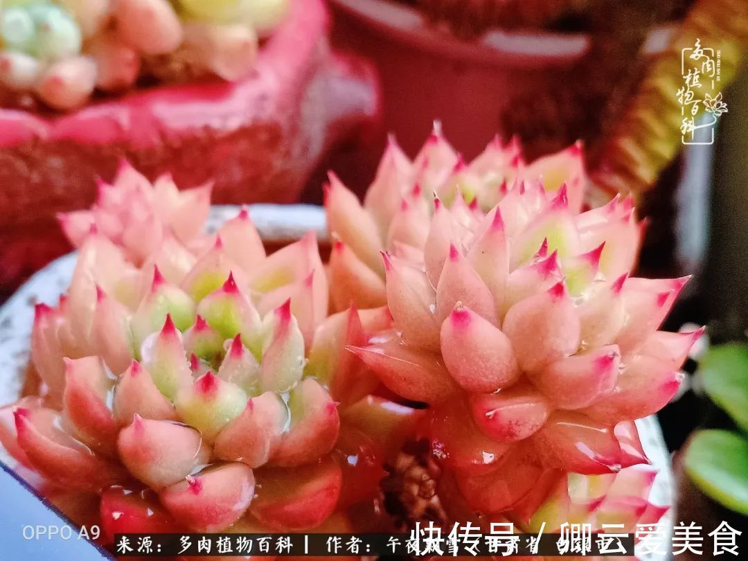 久在晴冬等雪来——北方阳台党的多肉成长历程!