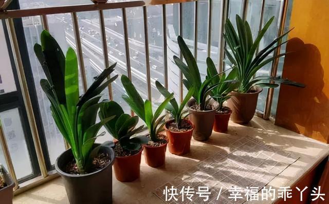 君子兰10月要''巧养''，新叶厚又亮，早早抽花箭