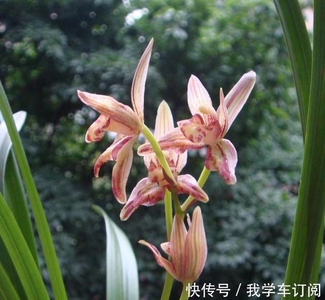 兰花土加“一料”，远离三怕，花苞“咕嘟”冒，开花一茬接一茬！