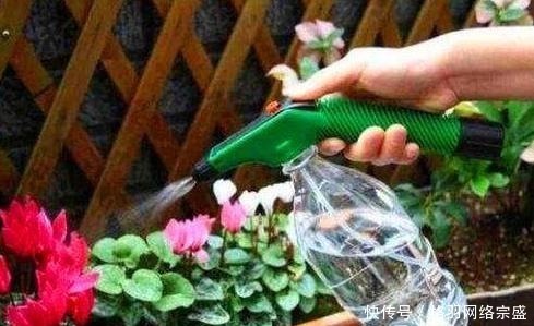 老花匠养花从不用啤酒、淘米水,仅在盆里倒点“它”,养啥爆啥!