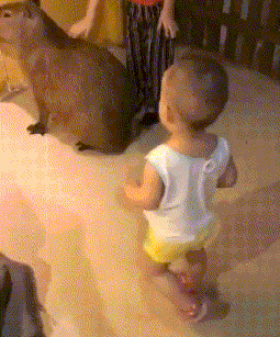 |搞笑GIF段子:美女,你的脸上究竟是涂了多少粉?