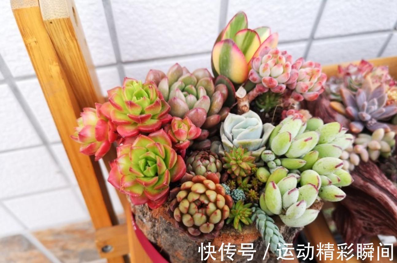 多肉小苗别急着控养,做好这四点,轻松控养出漂亮的多肉