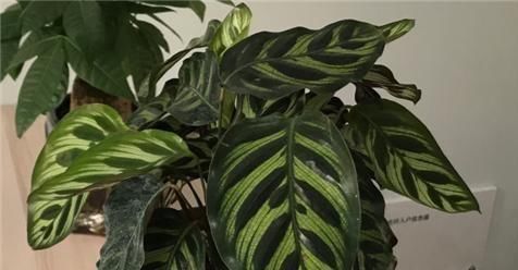 别养绿萝了，2种花超耐阴，采光不好也能长得好，叶子浓绿盆盆爆