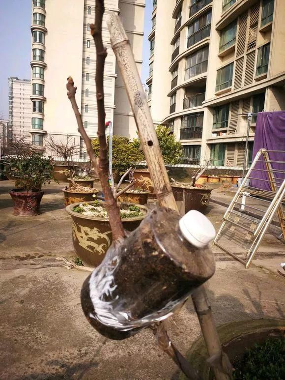 葡萄无花果插在塑料瓶里，2周生根，成活率高，1株变10株！