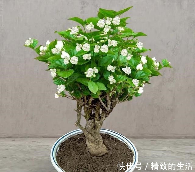 养茉莉花，春天有3件事赶快做，晚了小心不开花！
