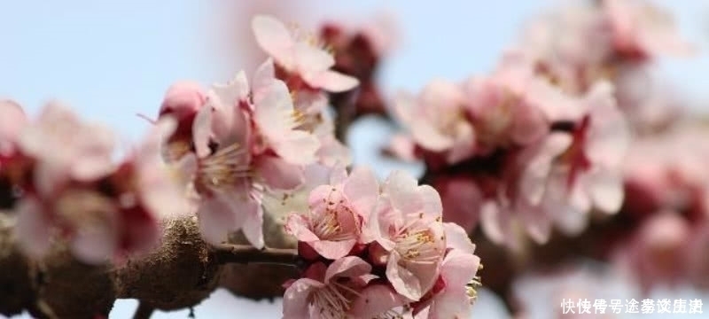 经典|王安石这首诗被严重低估了,第一句就令人惊艳,最后两句更是经典