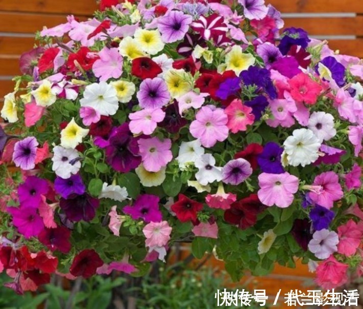 花色|家有院子,一定要养“3种花”,好养又漂亮,一开就是300多天!