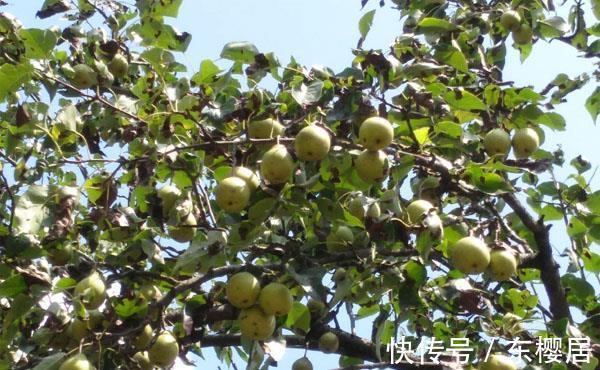 日灼病|把梨树种成这样也是服了，本来是完全不会发生的，现在基本无救了
