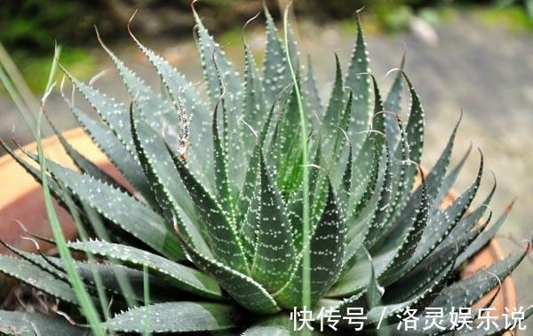 夏天养芦荟,浇水很重要,正确的浇水方法能避免芦荟黑腐化水