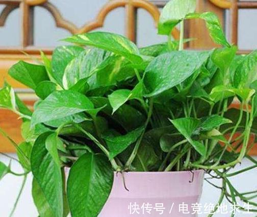 冬季室内养3种花,施肥要当心,学会此样做,越长越旺盛