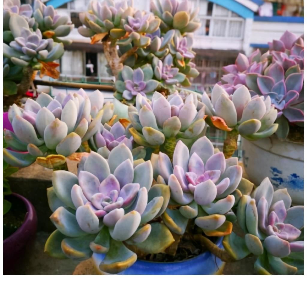 冬美人|5种多肉很好养，沾土能活，新手也养不死