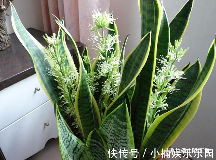 容易被水浇死的“14种花”，手太勤反而养不活