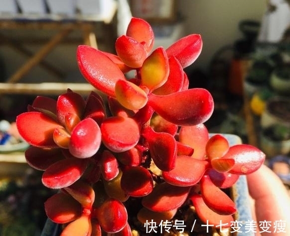 没想到诺歌诗可以这么红,要让诺歌诗多肉变红,5点不能忽略