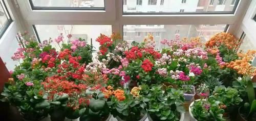 养花细节决定成败：搞不定这3点，养一盆黄一盆