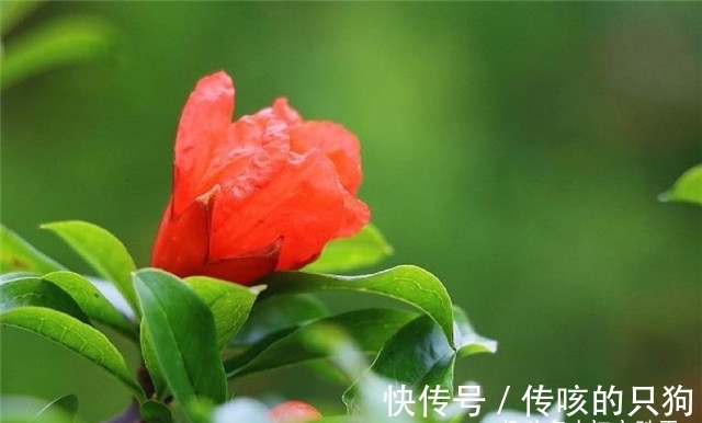 皇太妃|六首诗词中的端午与石榴花：榴花照眼江天暮，榴花不似舞裙红