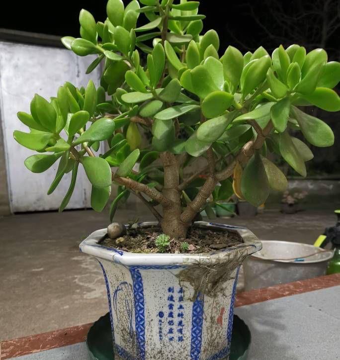 玉树|养好玉树,记住4句话,枝子多杆子壮,变成造型美美哒老桩