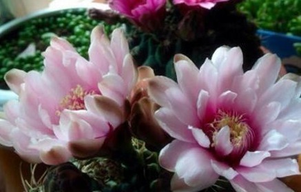 养花就养这“2种”,一月不浇水也能“长”,关键是还能“开花”