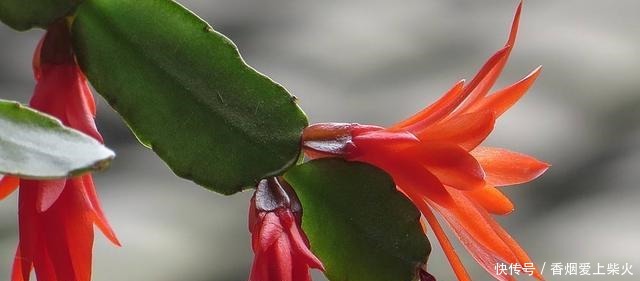 喂点“甜水”,蟹爪兰不烂根不黄叶,还开满盆花!