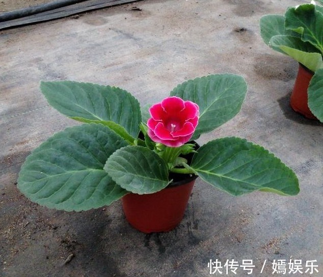 一片叶子养了十几盆,叶子翠绿花儿姹紫嫣红,美丽动人