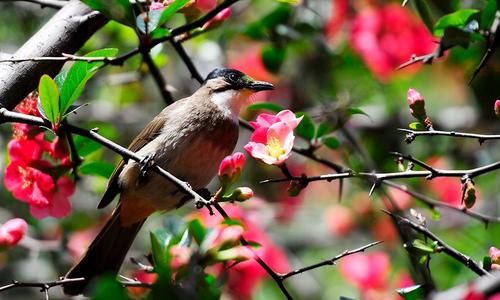 诗词|诗词:荷园依旧又熏风，飘飘路杳斜晖倦