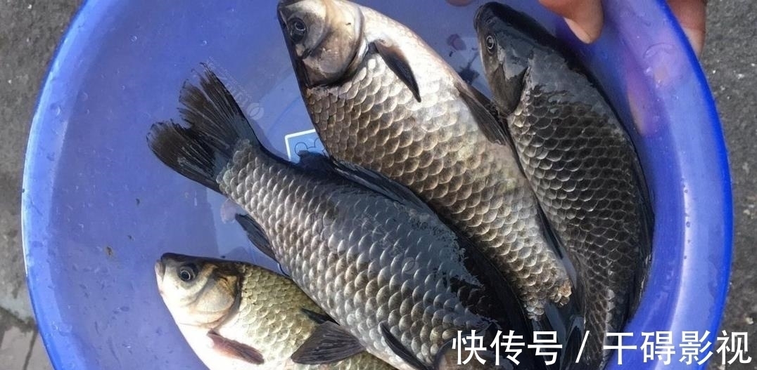 钓友|冬季鲫鱼晒太阳不咬钩,换饵,换漂皆无用,别瞎折腾了用这招吧