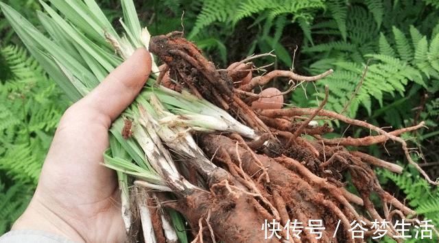 野草|因生长过快,常被除掉,殊不知如此的珍贵,126元一斤
